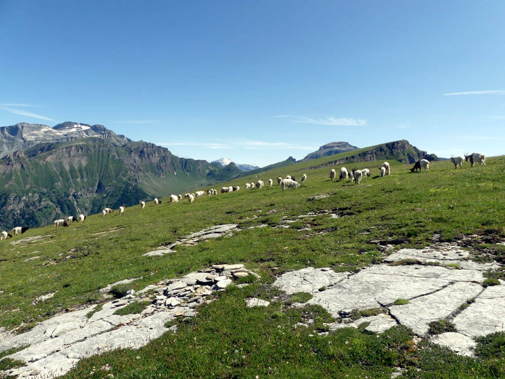 Capre Vallesane al Teggiolo