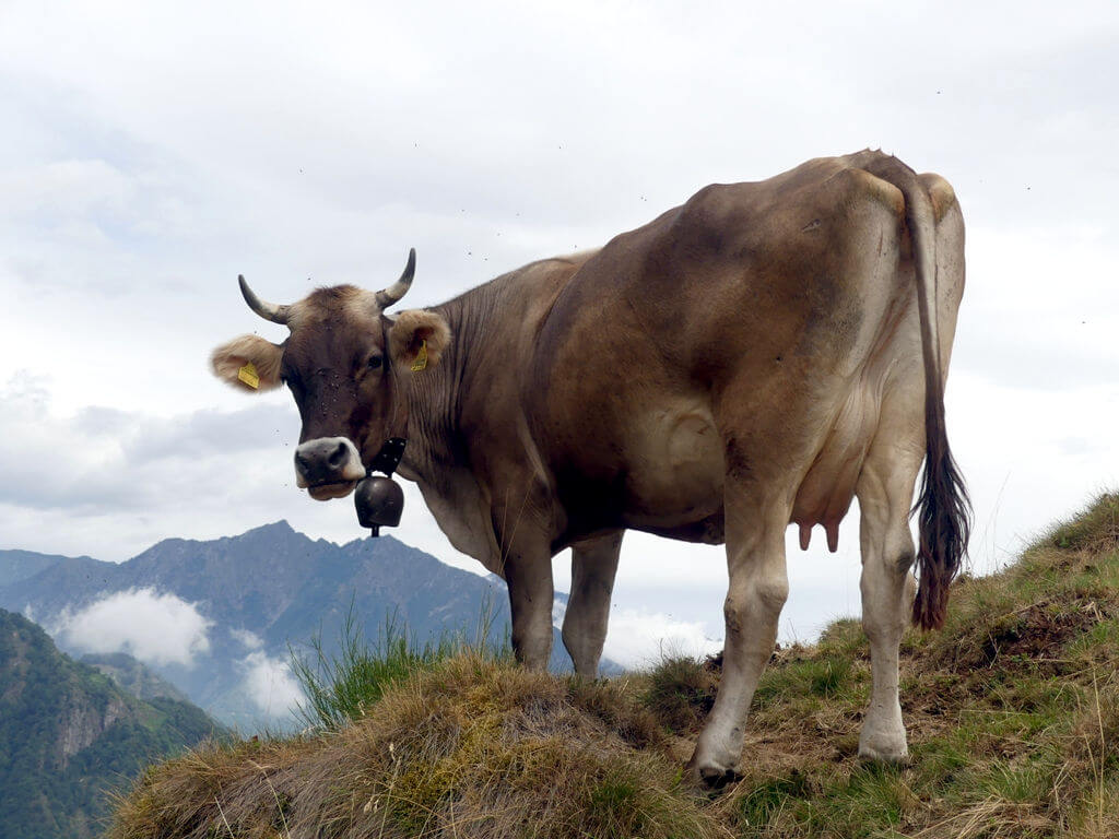 La Mucca Bella