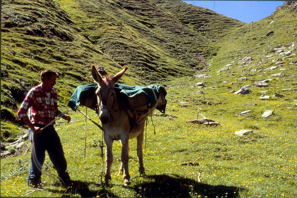 Pastore alla Bocchetta Usciolo - Val Strona - 1997