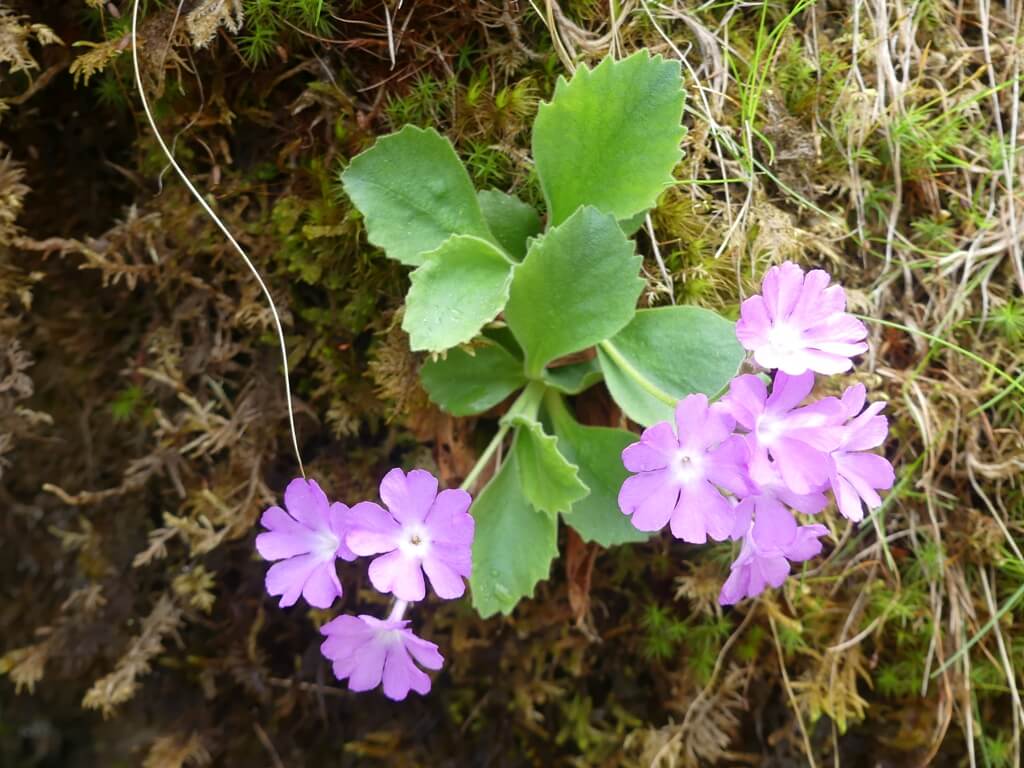 Primula Hirsuta in Val Tignaga