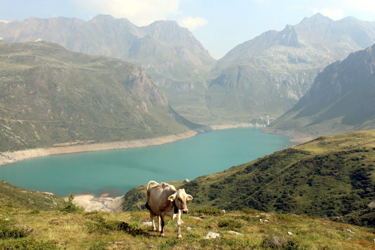 Vacca Al Pascolo Nei Presi Del Lago Vannino