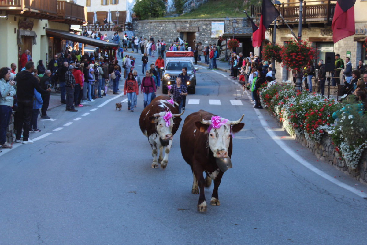 Bovine Addobate A Festa