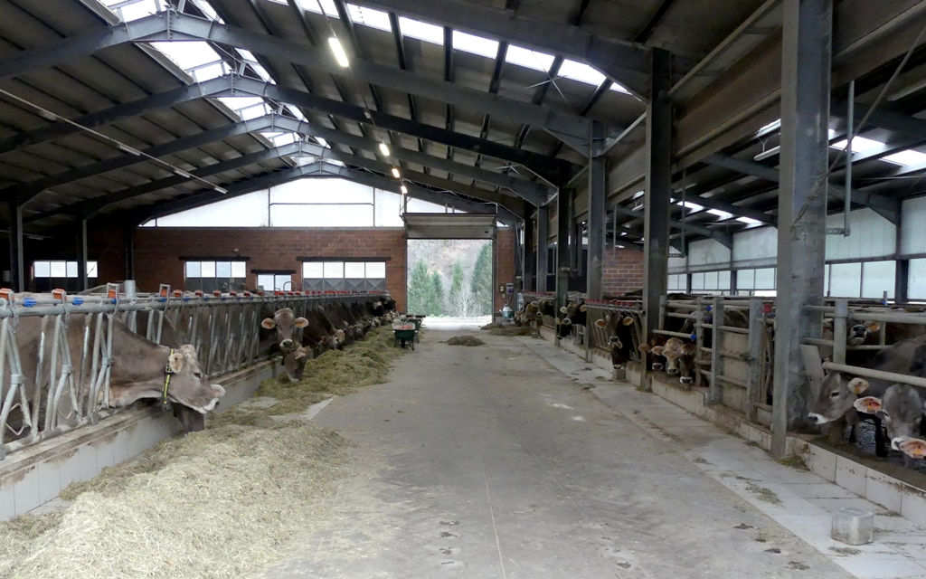 Tra pascoli d’alta quota e antiche tradizioni la famiglia Matli alleva vacche brune all’Alpe Forno