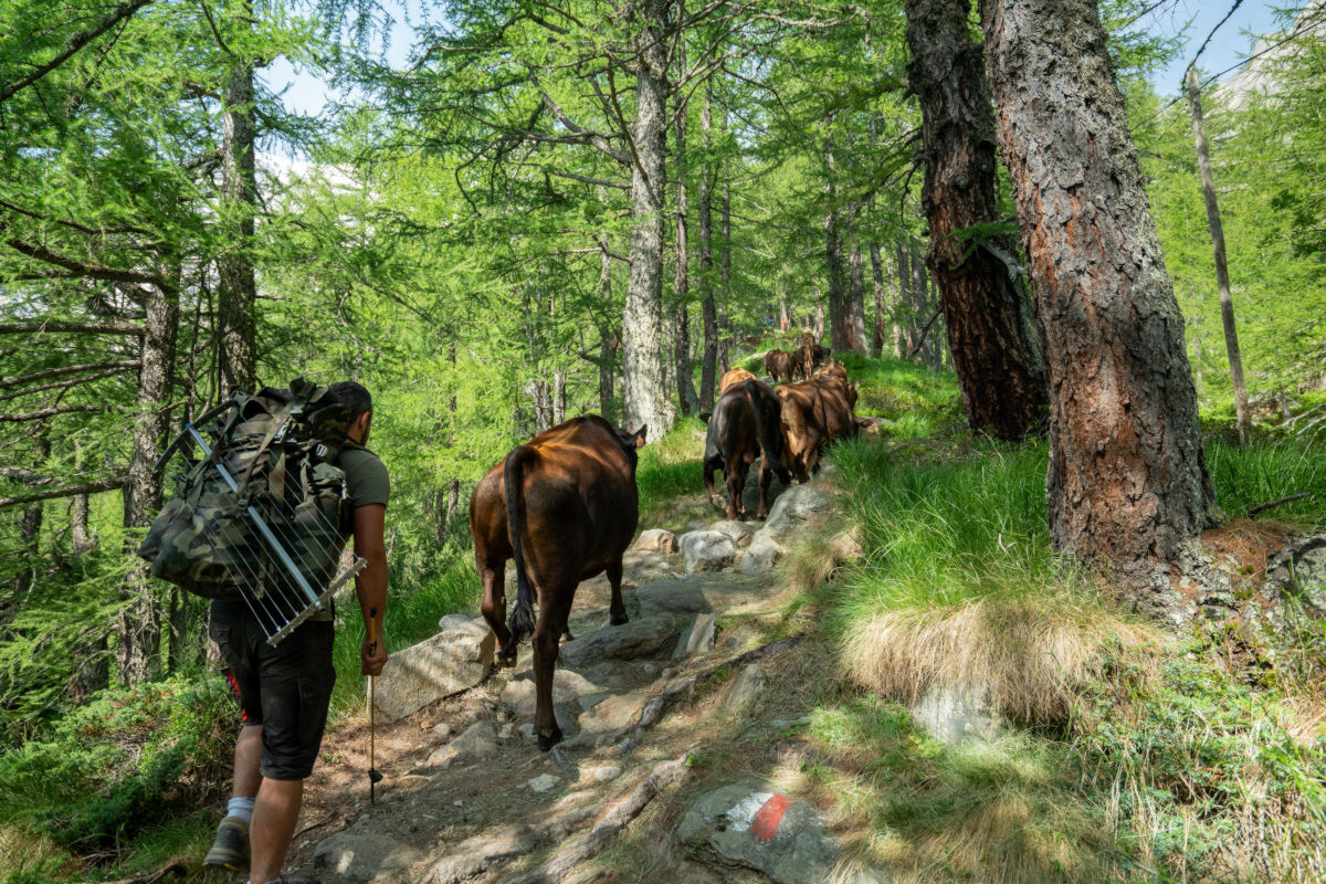Salite Vacche Al Belvedere