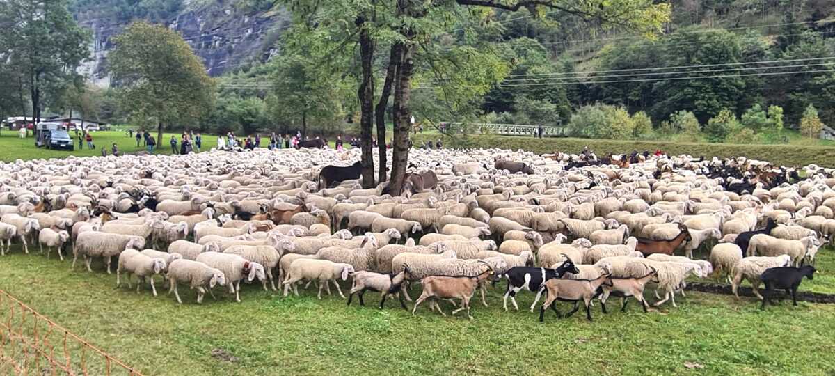 Tempo Di Migrar