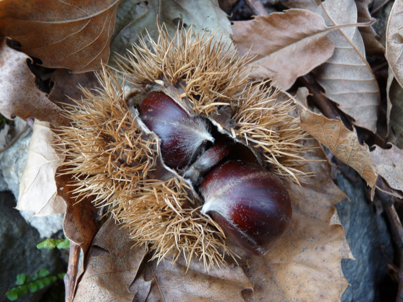 castagne