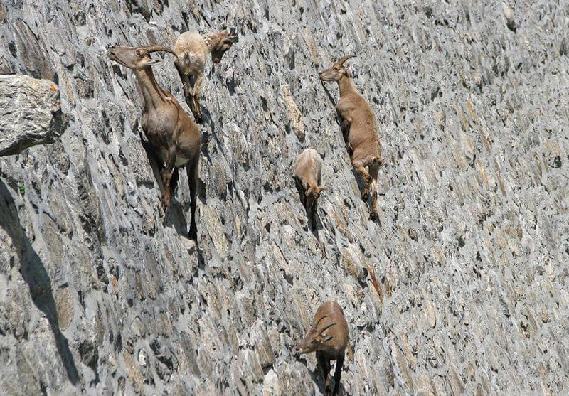 Diga del Cingino
