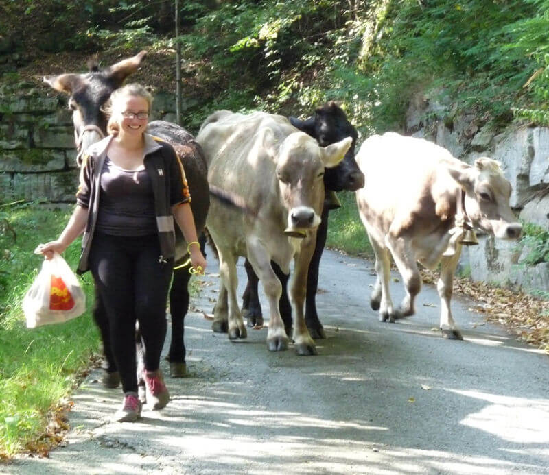 La Transumanza Ma Moscerina Non C Era