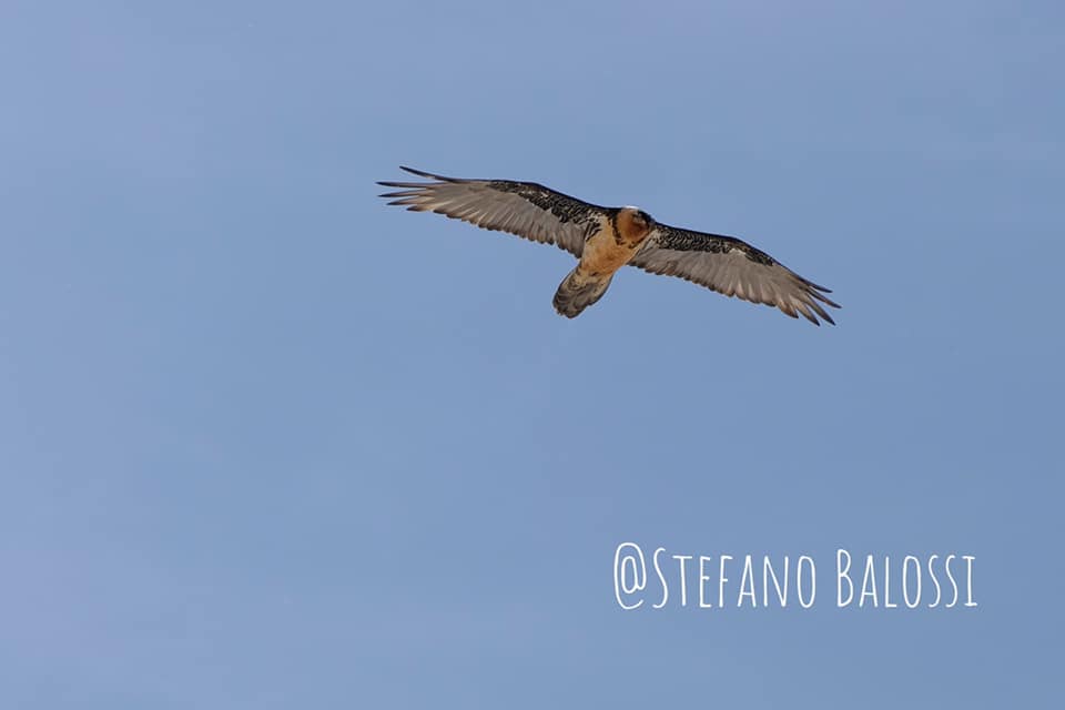 Il Maestoso Volteggio Del Gipeto Nel Cielo Della Pedriola