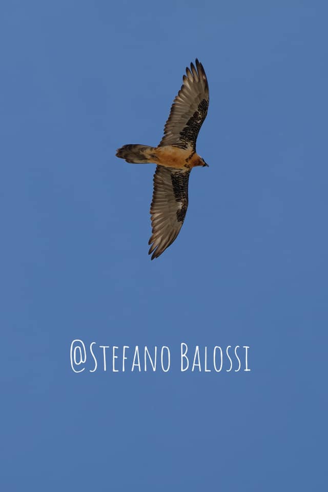 Il Maestoso Volteggio Del Gipeto Nel Cielo Della Pedriola