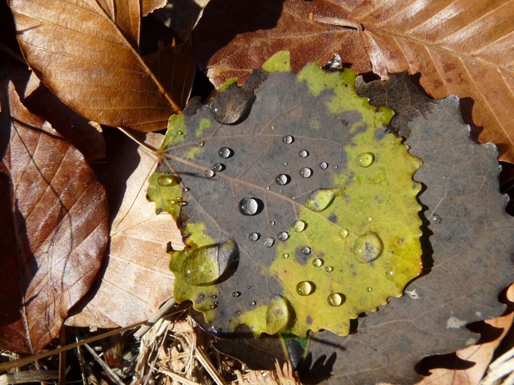 Autunno Foglie E Gocce