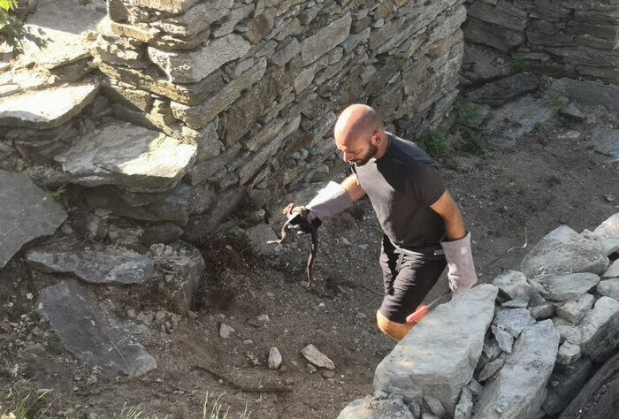 Parco Nazionale Valgrande traslocate le Vipere dell Alpeggio