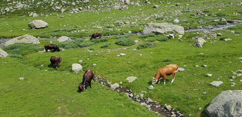 Alpe Pedriola Apertura Della Prima Forma Del Pariola
