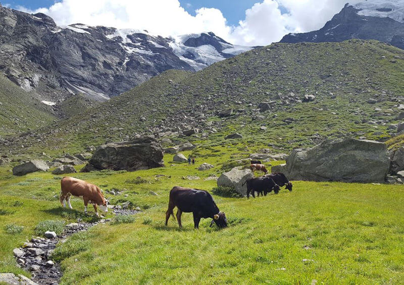 Alpe Pedriola Apertura Della Prima Forma Del Pariola