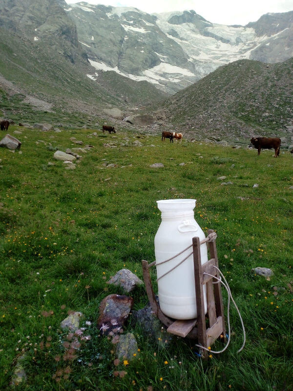 Alpe Pedriola Apertura Della Prima Forma Del Pariola