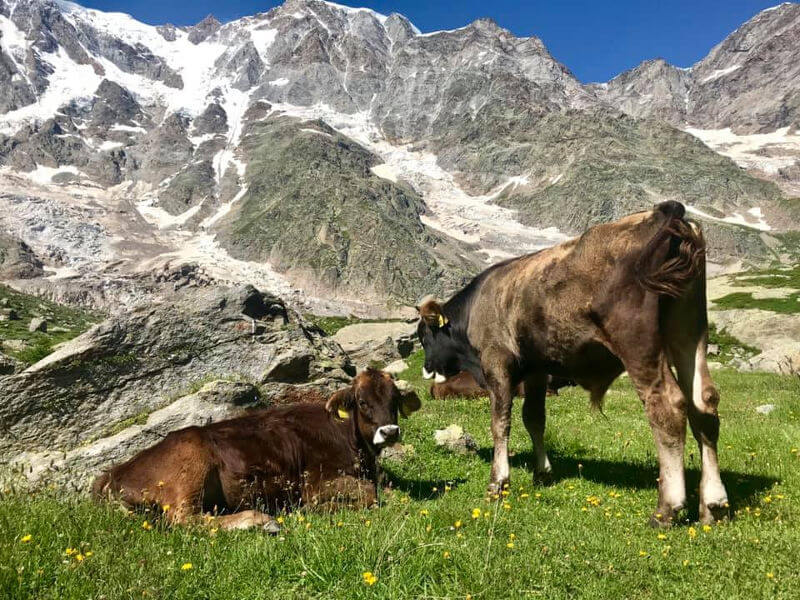 Alpe Pedriola Apertura Della Prima Forma Del Pariola