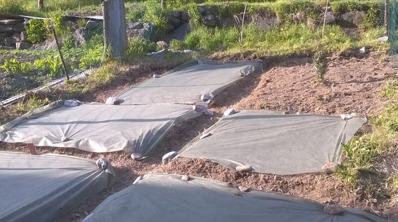 Valle Anzasca Coltivazione Sperimentale Della Canapa Alpina Bannio 5