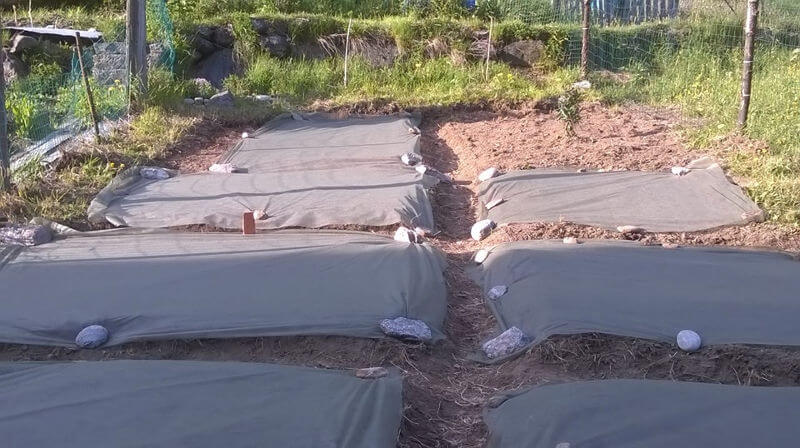 Valle Anzasca Coltivazione Sperimentale Della Canapa Alpina Bannio 6