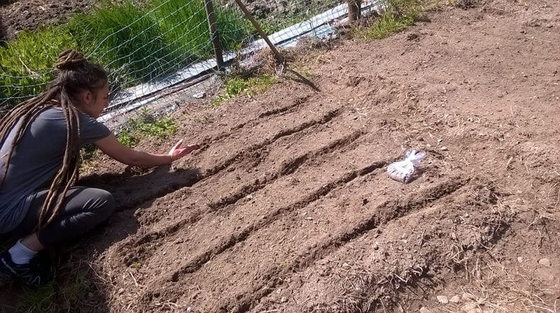 Valle Anzasca Coltivazione Sperimentale Della Canapa Alpina Bannio 8