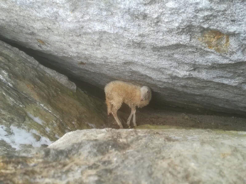 La Pecora nel suo Rifugio