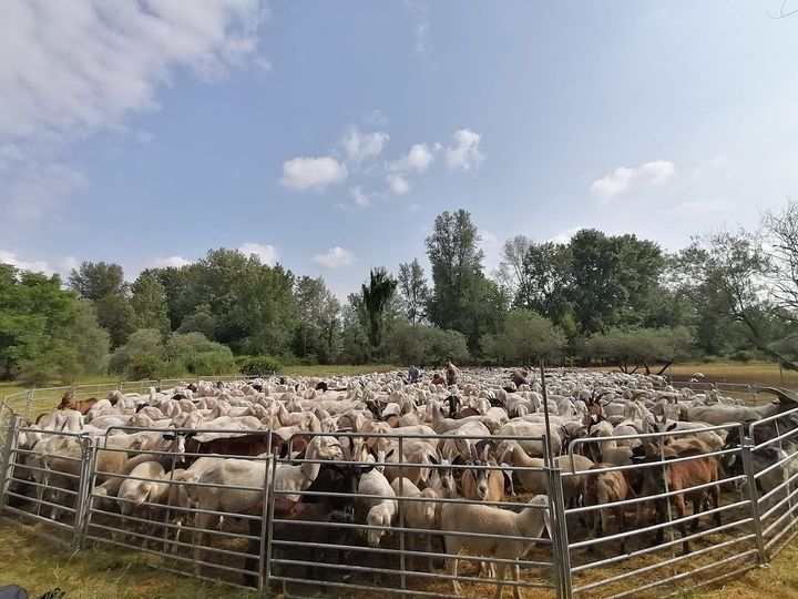 Pastori Anzaschini Duramente Colpiti Dall Alluvione 1