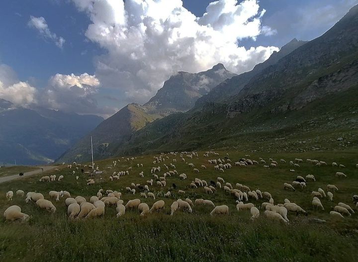 Pastori Anzaschini Duramente Colpiti Dall Alluvione 3