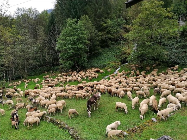 Pastori Anzaschini Duramente Colpiti Dall Alluvione 4