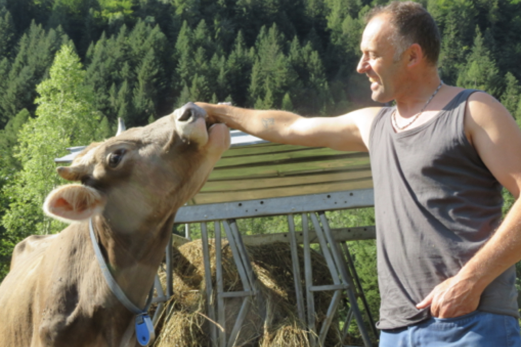 pella e la mucca