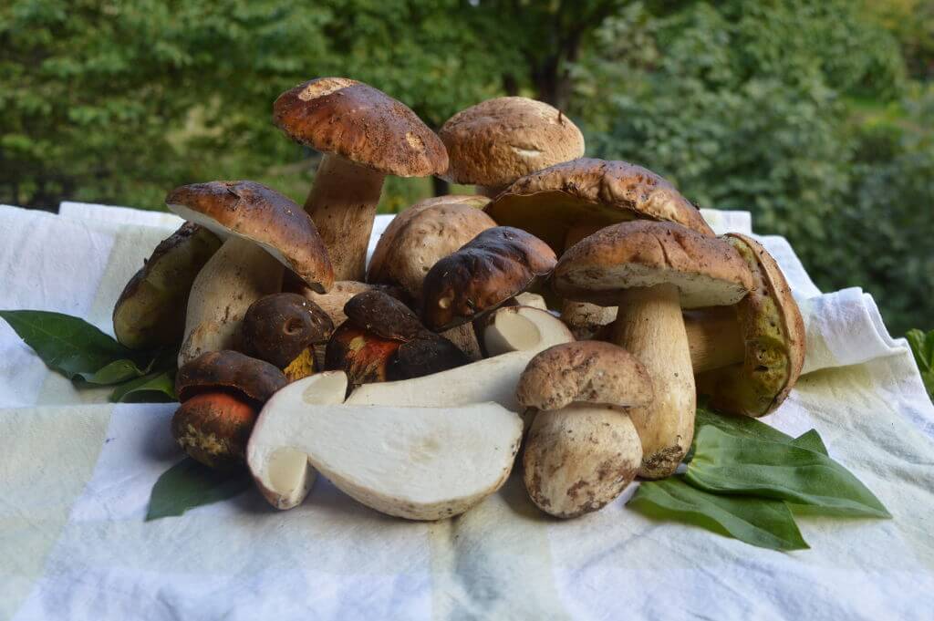 Funghi porcini protagonisti autunnali