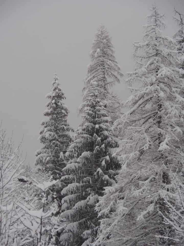 Alberi Bianchi 2