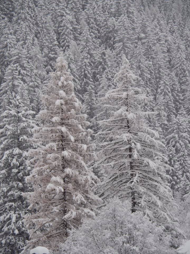 Alberi Bianchi