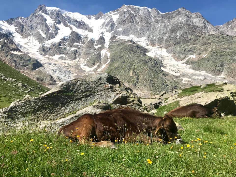 All Alpe Pedriola Sono Tornate Le Mucche Da Latte