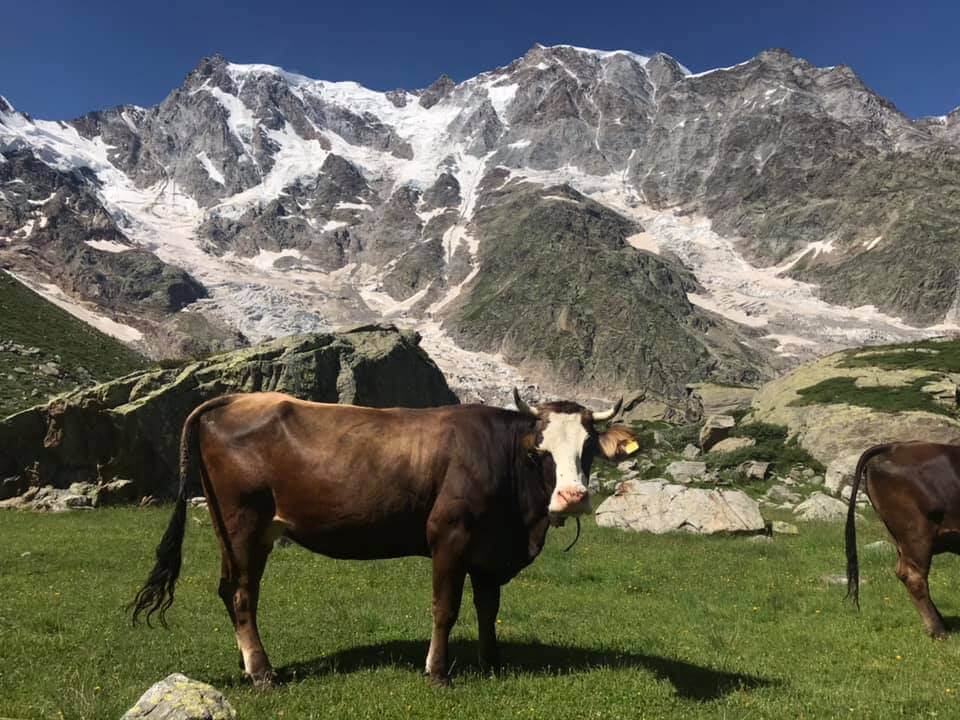 All Alpe Pedriola Sono Tornate Le Mucche Da Latte