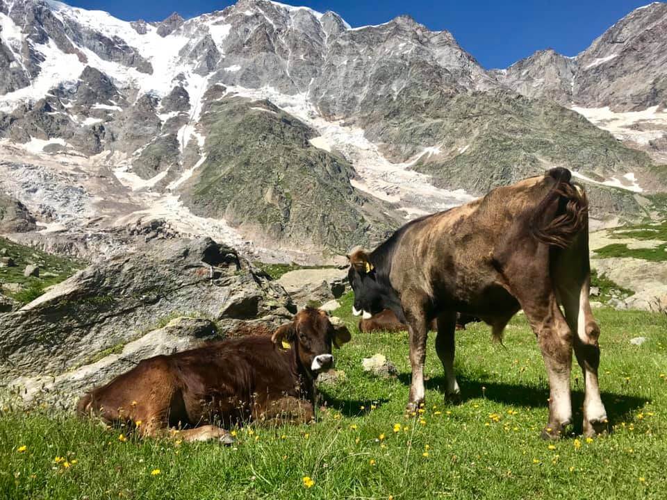 All Alpe Pedriola Sono Tornate Le Mucche Da Latte