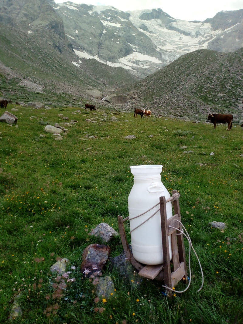 All Alpe Pedriola Sono Tornate Le Mucche Da Latte