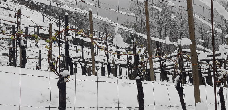Nebbiolo Sotto La Neve