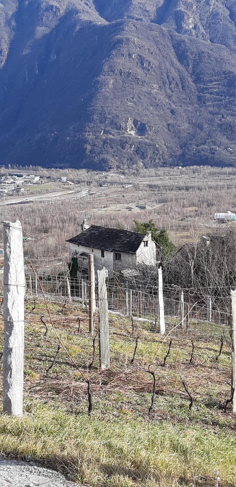 Potatura Nebbiolo