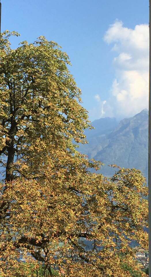 L'ippocastano Oggi 25.08.2020