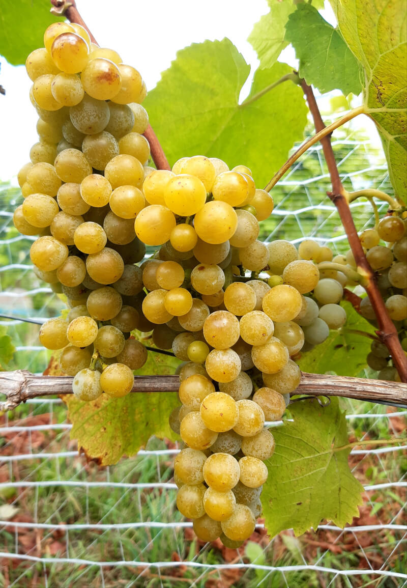 Pronta Al Via La Vendemmia D Anzasca