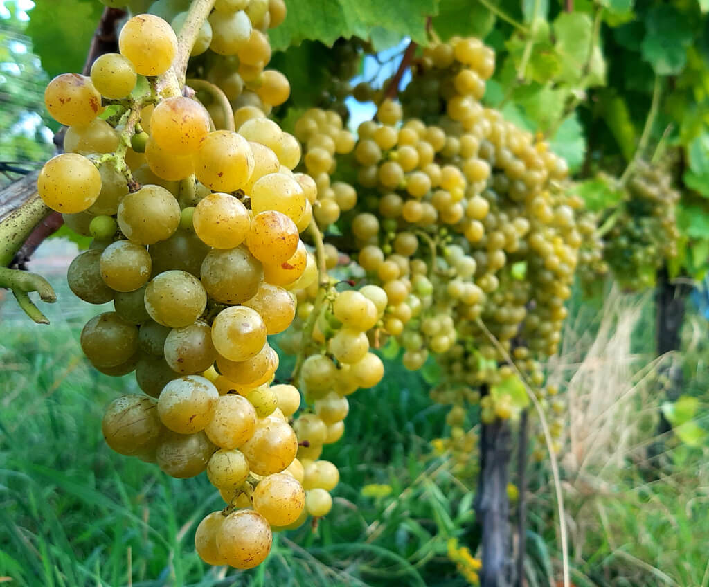 Pronta Al Via La Vendemmia D Anzasca