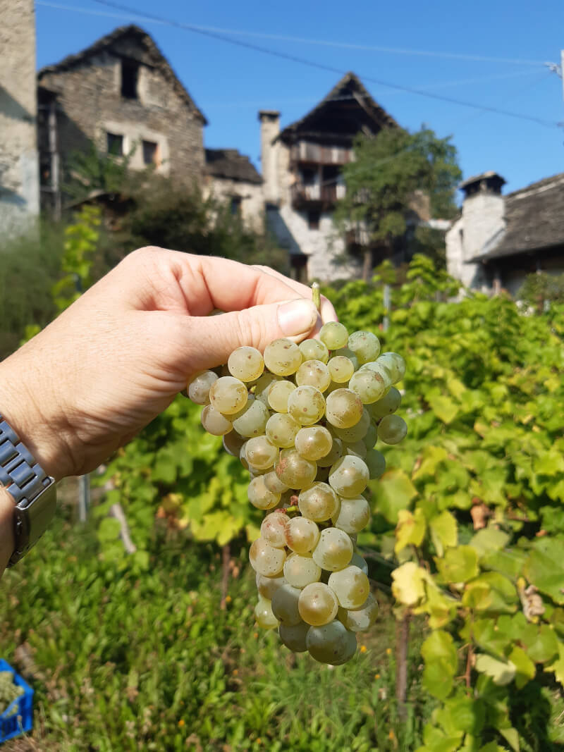 Pronta Al Via La Vendemmia D Anzasca