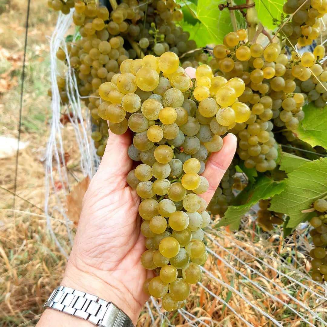 Pronta Al Via La Vendemmia D Anzasca