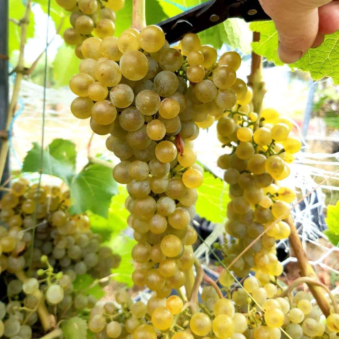 Pronta Al Via La Vendemmia D Anzasca