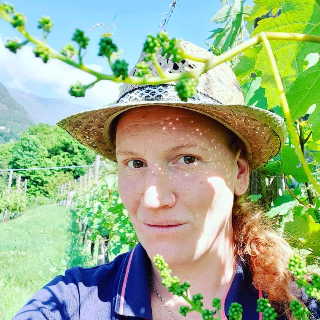 Pronta Al Via La Vendemmia D Anzasca
