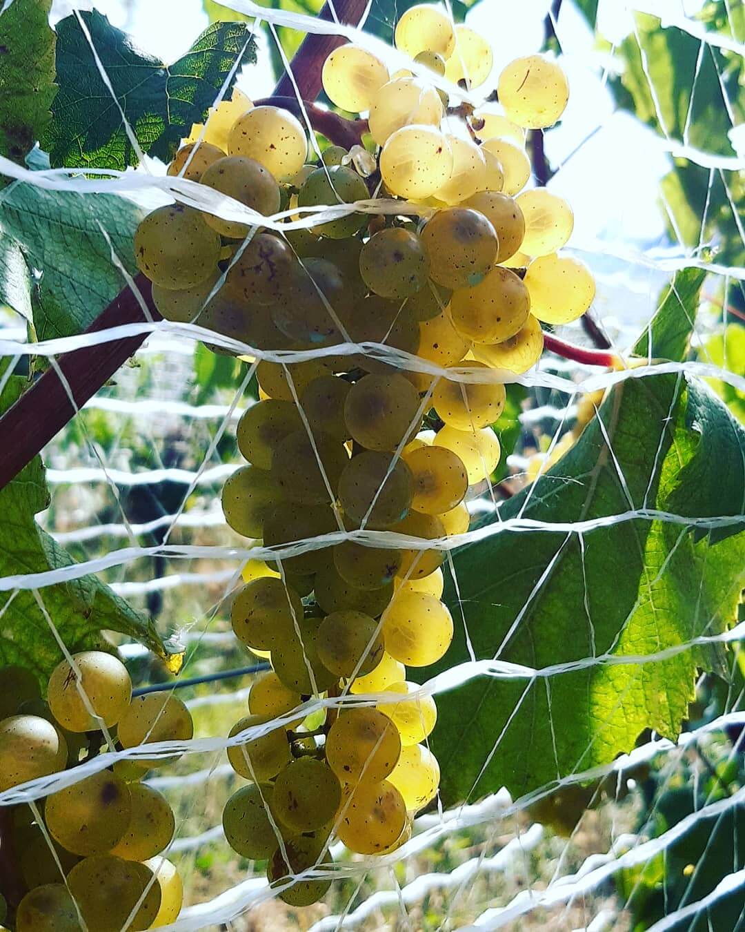 Pronta Al Via La Vendemmia D Anzasca
