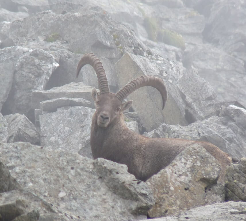 Rondini Pecore E Stambecchi