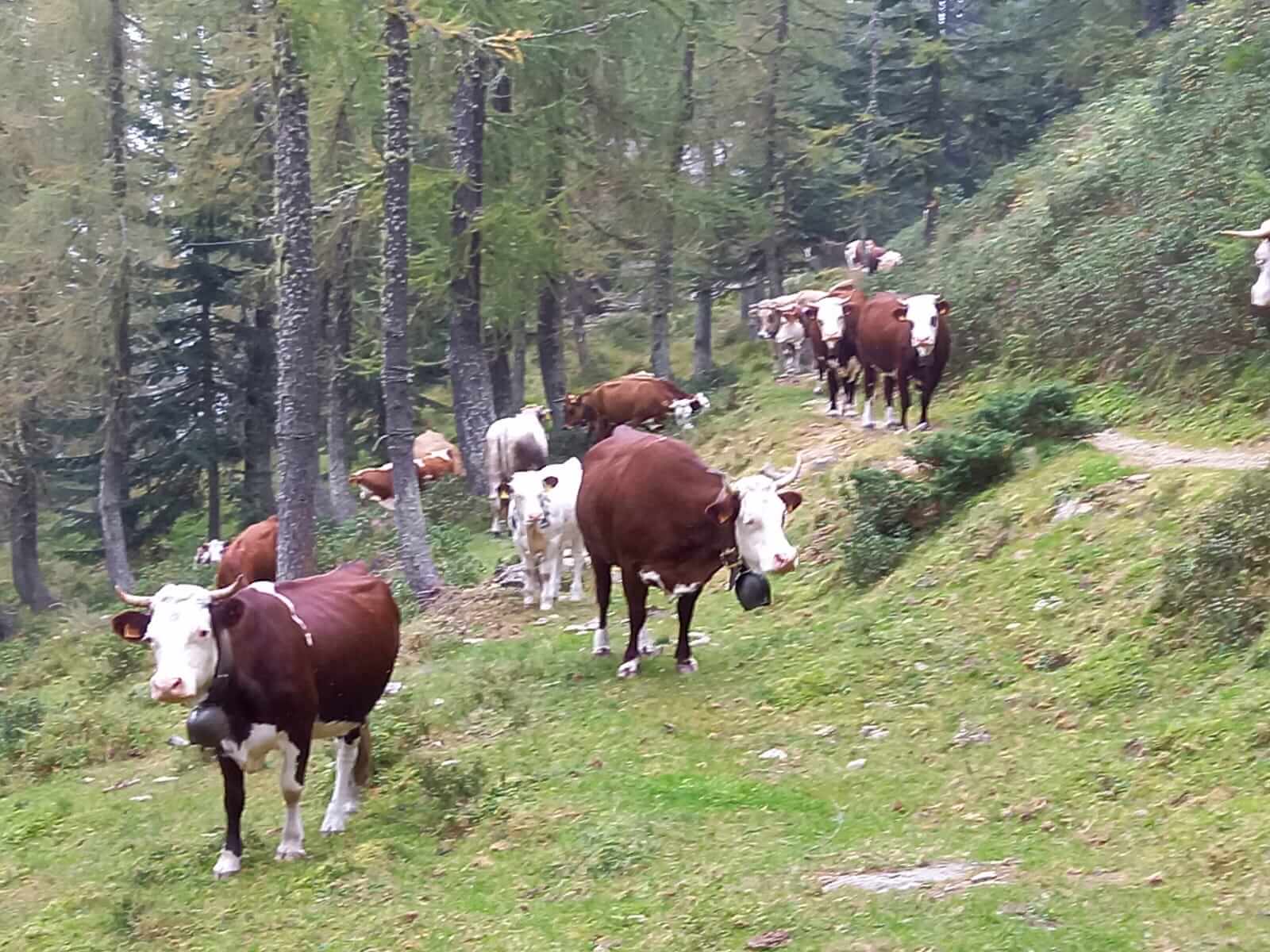 Sistemato In Sentiero 3 Alto Della Valle Olocchia