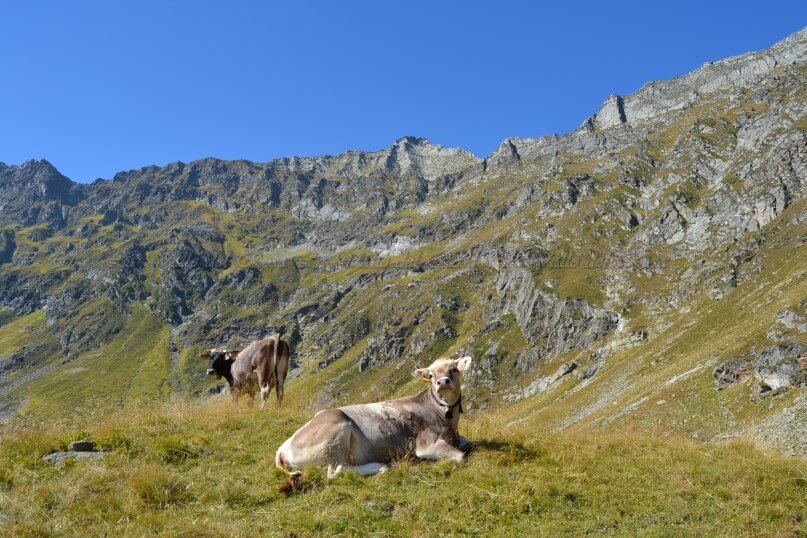 Val Bianca Alpeggi