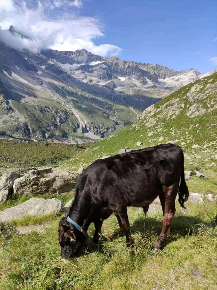 Le Mucche Di Razza Rendena Passano Il Ghiacciaio Del Belvedere E Tornano A Valle