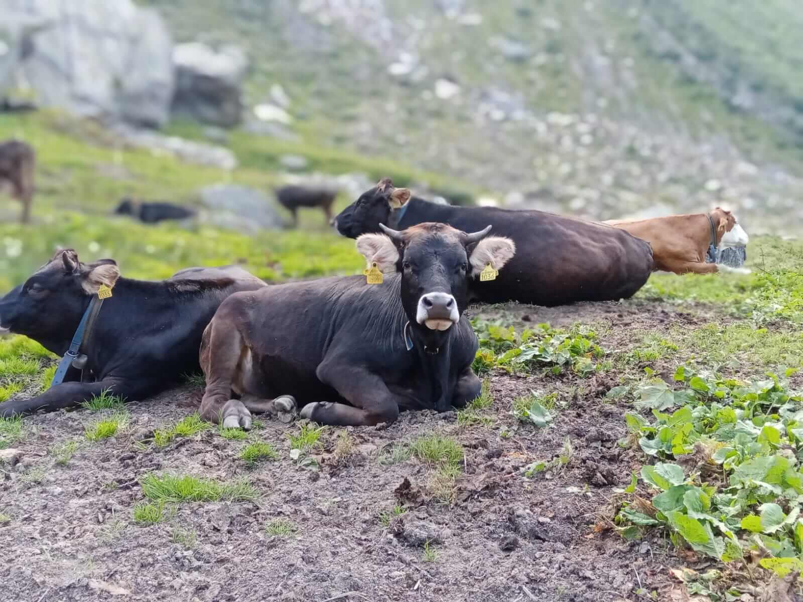 Le Mucche Di Razza Rendena Passano Il Ghiacciaio Del Belvedere E Tornano A Valle